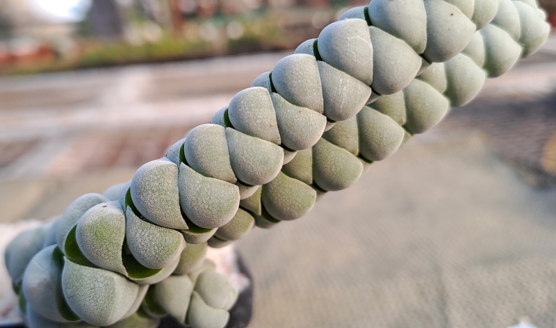 Crassula plegmatoides - Braided Crassula
