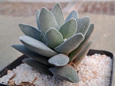Crassula tecta - Lizard Skin Crassula
