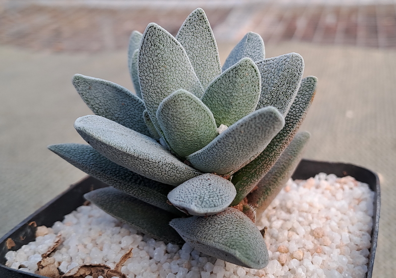 Crassula tecta - Lizard Skin Crassula