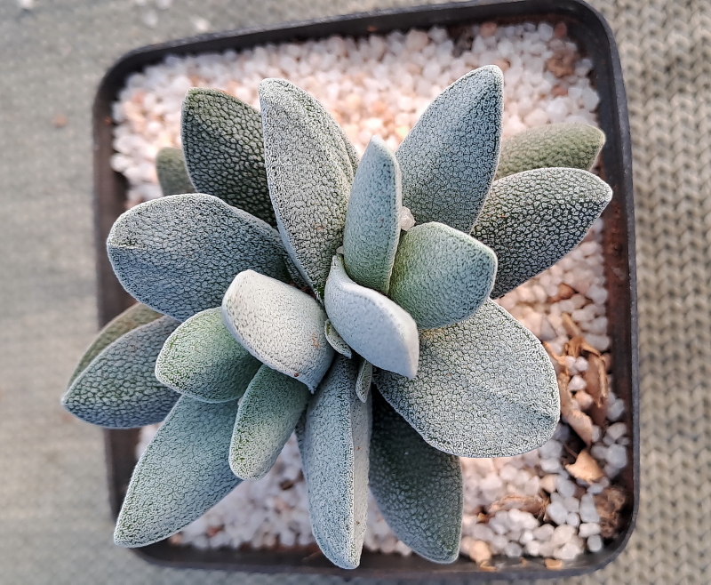 Crassula tecta - Lizard Skin Crassula