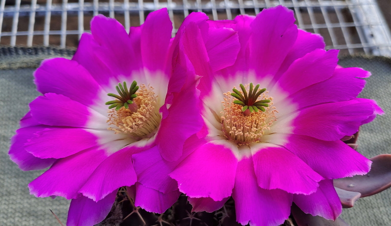 Echinocereus pentalophus subsp. procumbens - Lady Fingers Cactus Flowers