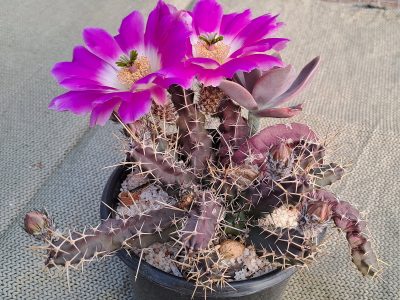 Echinocereus pentalophus subsp. procumbens - Lady Fingers Cactus