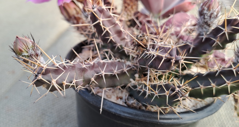 Echinocereus pentalophus subsp. procumbens - Lady Fingers Cactus