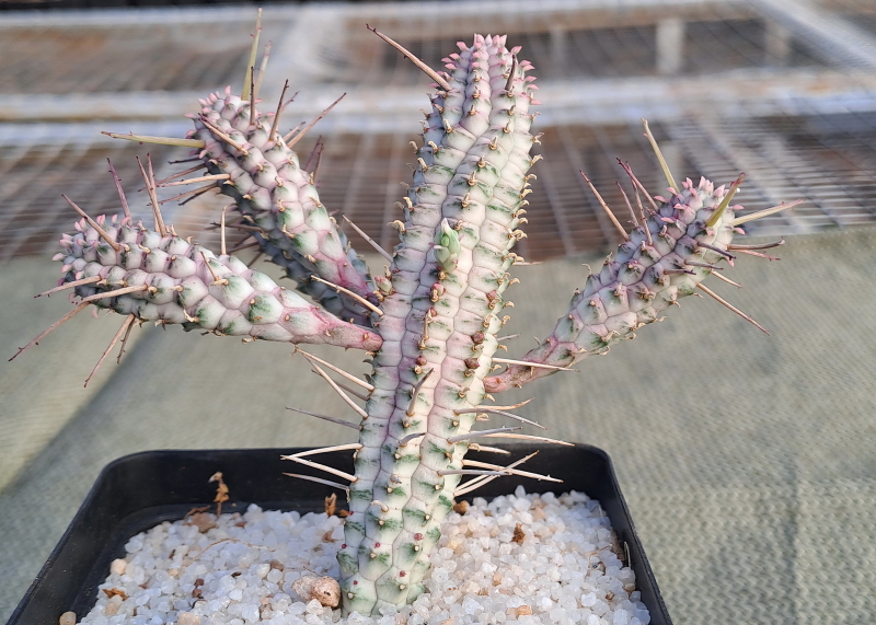 Euphorbia mammillaris 'Variegata' (28) - Indian Corn Cob Medium Plant