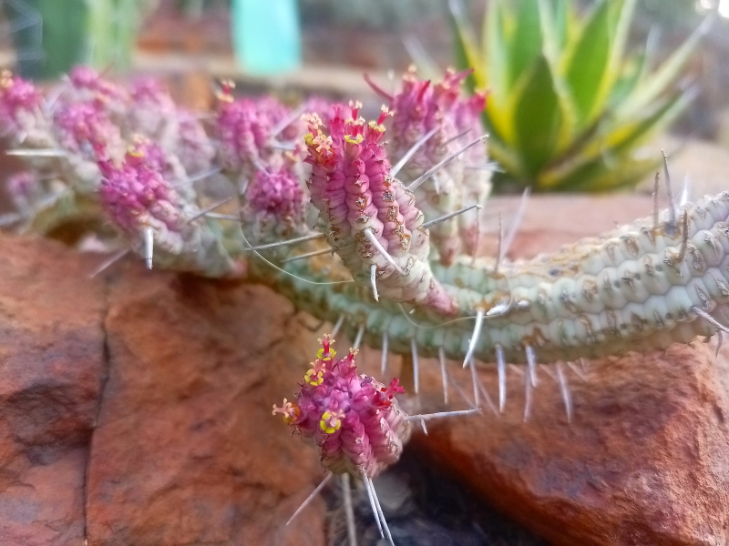 Euphorbia mammillaris 'Variegata' - Indian Corn Cob - Mature Plant