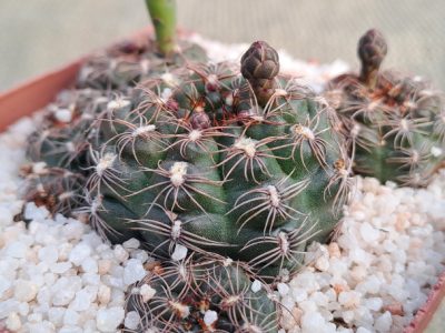Gymnocalycium mesopotamicum - Chin Cactus