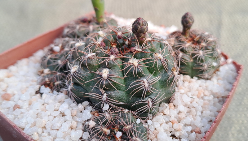 Gymnocalycium mesopotamicum - Chin Cactus