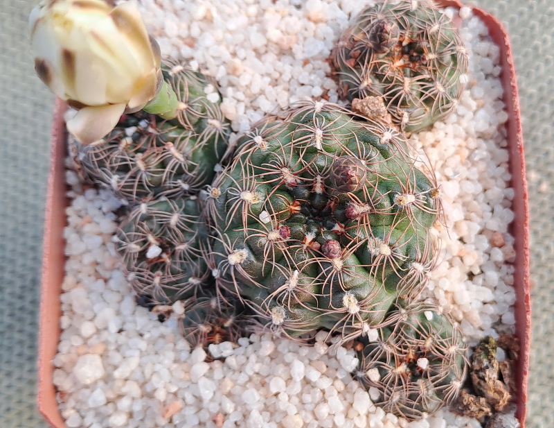 Gymnocalycium mesopotamicum - Chin Cactus