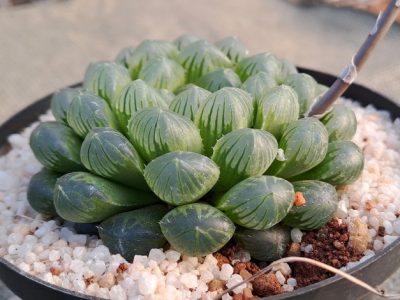 Haworthia cooperi var. truncata