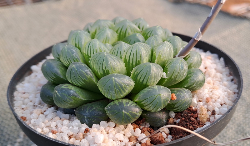 Haworthia cooperi var. truncata