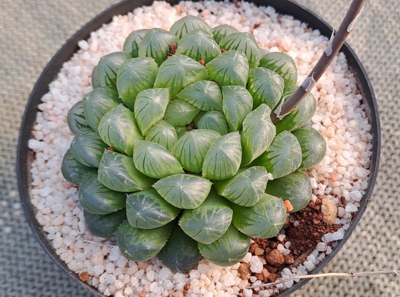 Haworthia cooperi var. truncata