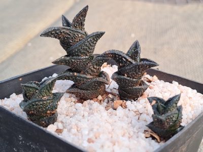 Haworthiopsis nigra - Black Haworthia