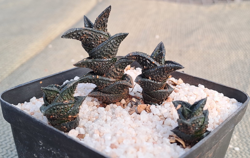Haworthiopsis nigra - Black Haworthia