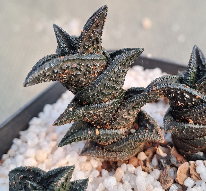 Haworthiopsis nigra - Black Haworthia