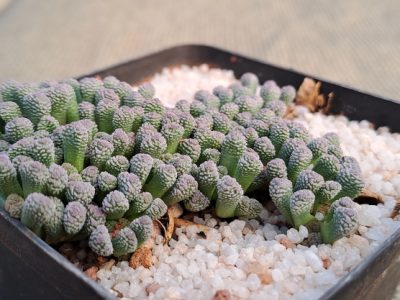 Neohenricia sibbettii - Coral Plant