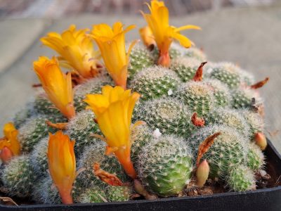 Rebutia fabrisii var. aureiflora