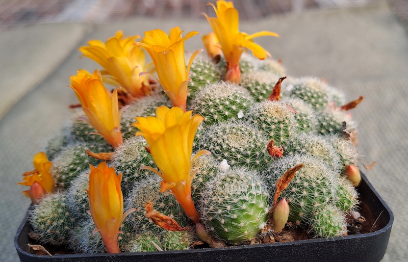 Rebutia fabrisii var. aureiflora