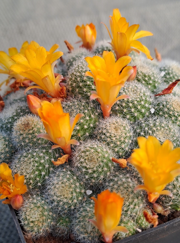Rebutia fabrisii var. aureiflora