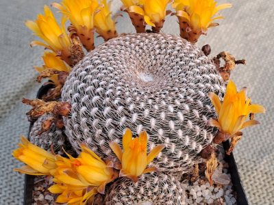 Sulcorebutia arenacea - Sand Crown Cactus