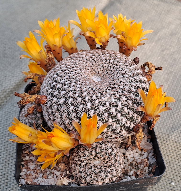 Sulcorebutia arenacea - Sand Crown Cactus