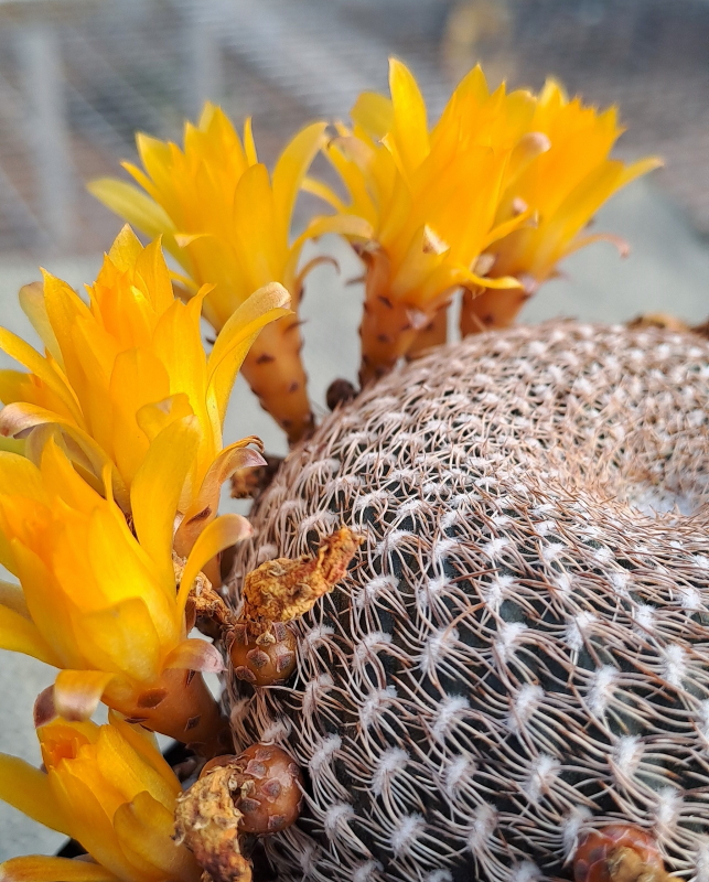 Sulcorebutia arenacea - Sand Crown Cactus