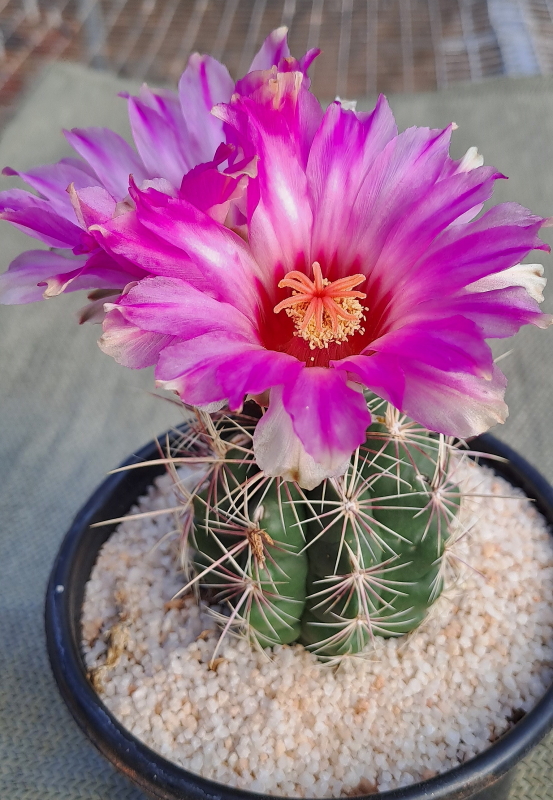 Thelocactus bicolor (10) - Glory of Texas Flowers