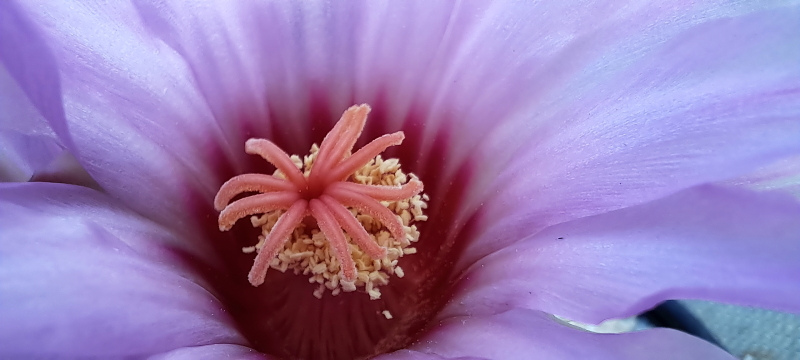 Thelocactus bicolor (10) - Glory of Texas Flowers