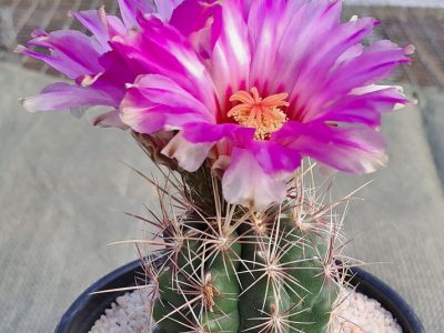 Thelocactus bicolor (10) - Glory of Texas