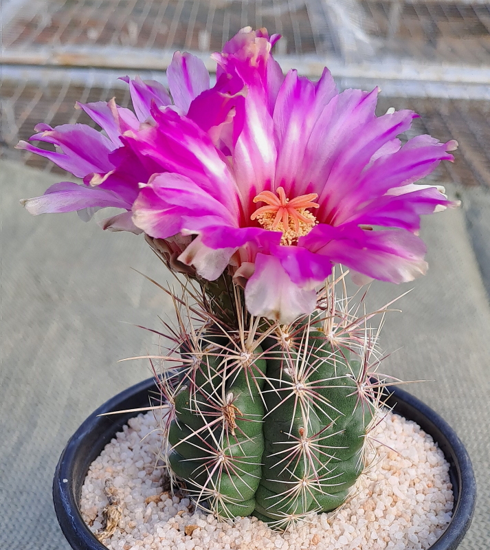 Thelocactus bicolor (10) - Glory of Texas
