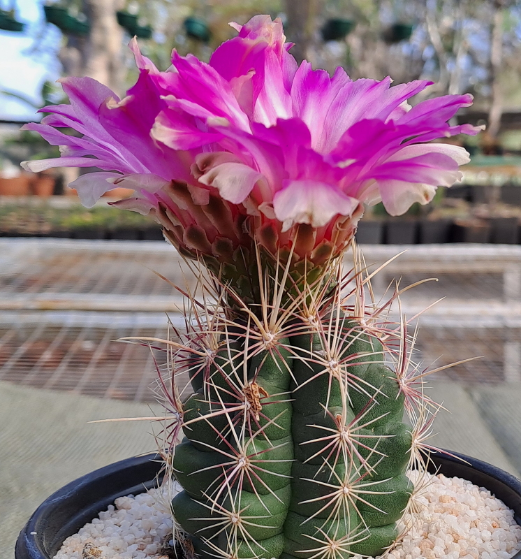 Thelocactus bicolor (10) - Glory of Texas