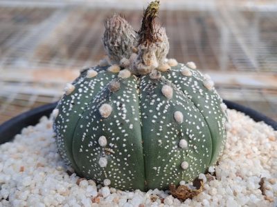 Astrophytum asterias - Asterias Green & White - Sand Dollar Cactus