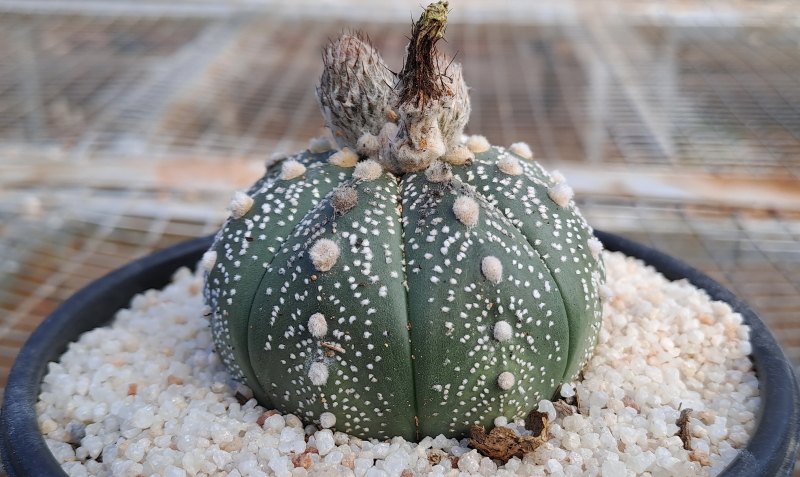 Astrophytum asterias - Asterias Green & White - Sand Dollar Cactus