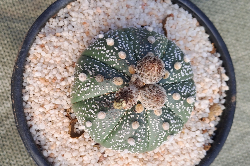 Astrophytum asterias - Asterias Green & White - Sand Dollar Cactus