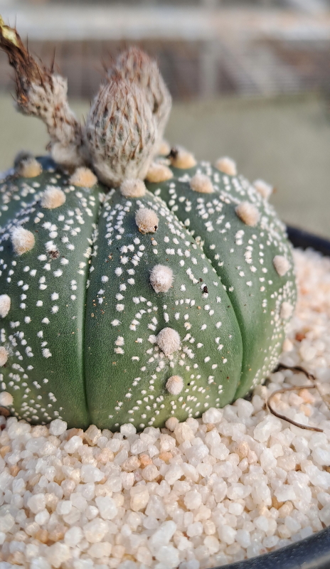 Astrophytum asterias - Asterias Green & White - Sand Dollar Cactus