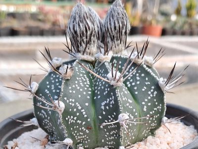Astrophytum hybrid