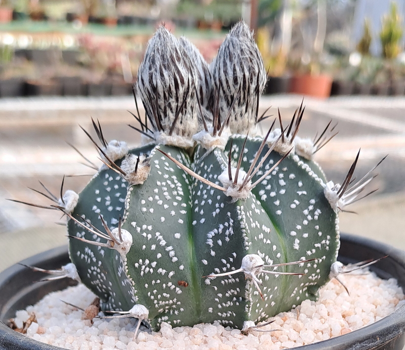 Astrophytum hybrid
