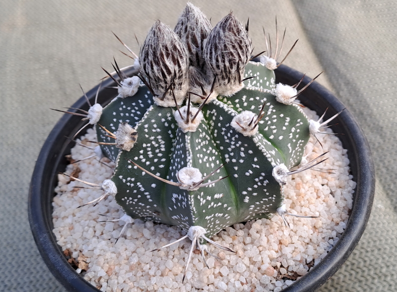Astrophytum hybrid