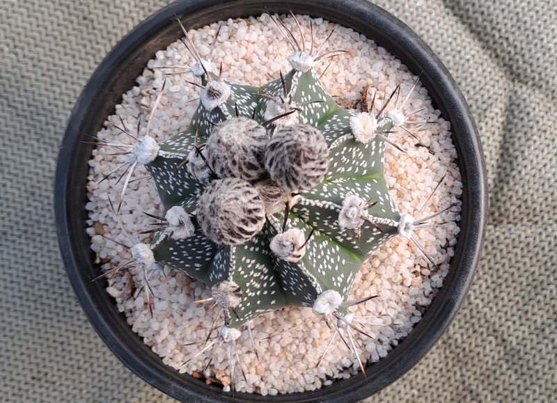 Astrophytum hybrid