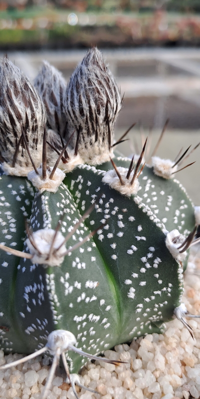 Astrophytum hybrid