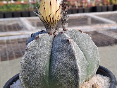 Astrophytum myriostigma - Bishop's Cap (12 cm)