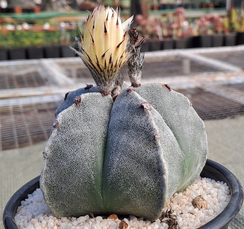 Astrophytum myriostigma - Bishop's Cap (12 cm)