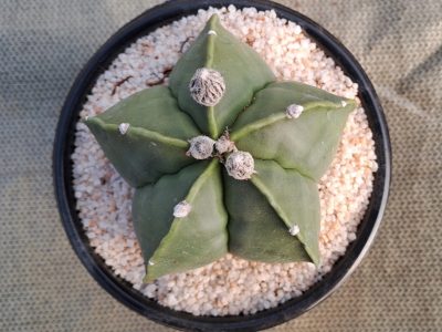 Astrophytum myriostigma var. nudum - Nude Bishop's Cap