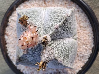 Astrophytum myriostigma var. quadricostatum - Bishop's Cap