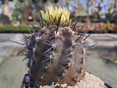 Copiapoa montana