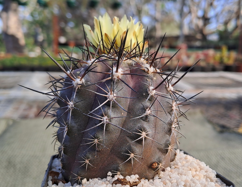 Copiapoa montana