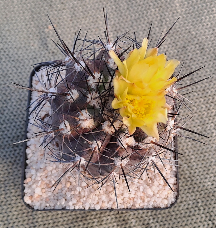 Copiapoa montana