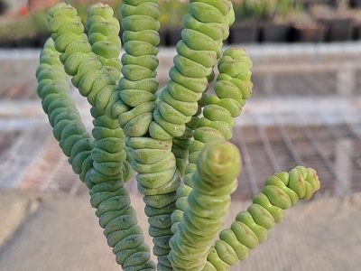 Crassula rupestris subsp. marnieriana mini