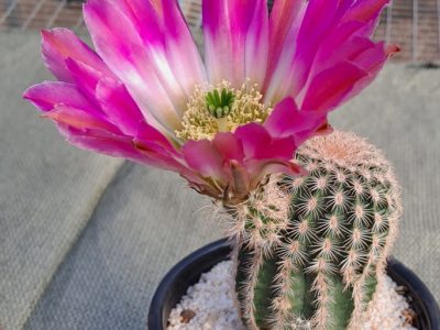 Echinocereus hybrid - Rainbow Cactus