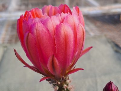 Echinocereus hybrid - Red Flower