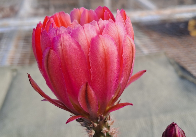Echinocereus hybrid - Red Flower